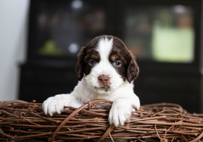 Available Puppies Appalachian Kennels Springer Spaniels Ky